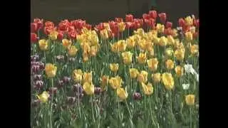 Gardening in the Zone: Tulips