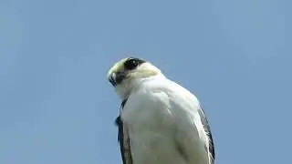 Gampsonyx swainsonii (Gavi&atilde;ozinho)