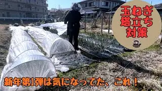 今年もよろしくお願いします！2026年第1弾は気になってたこれ！【タマネギ】【塔立ち対策】【家庭菜園】