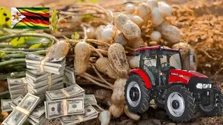 How Much Money A Farmer Can Make Growing 1 Hectare Of Nzungu In Zimbabwe 