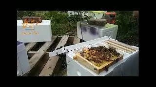 Queen Bee Mini Mating Box Plastic Polystyrene Pollination Box Queen Breeding Rearing Box Other