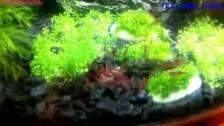 борьба за еду ( Feeding my aquarium inhabitants and fight for food)