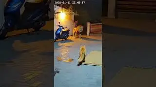 The Moment This Cat Met a Real Lion #wildlife #unexpected #shorts