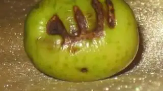 قسيس أهبل و‫قصة الزتونة التي وجدت في دير العذراء وأبو سيفين بالعاشر