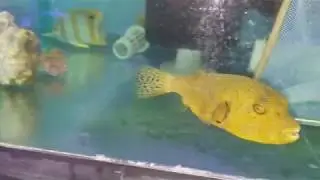 Yellow Starry Puffer $269 - Kenya