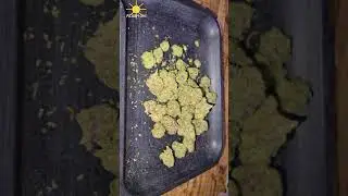 UK Legal Medical &ndash; Mamedica - Goofiez ClearLeaf #ukcannabis #strainreviews #cannabiseducation #uk