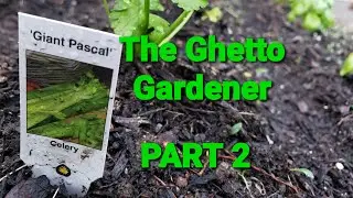PLANTING &lsquo;GIANT PASCAL&rsquo; CELERY &bull; The Ghetto Gardener &bull; Part 2
