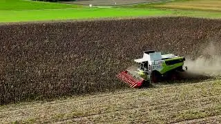 Harvesting Sunflowers | Silent Drone Flight in Mintraching