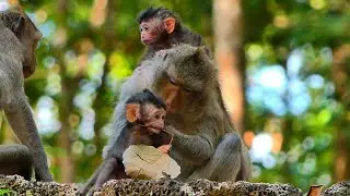 Precious Story of Baby Elma and Her Loving Mom Elsa, | AmberTroop