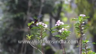 Wings at work: Common rose butterfly pollinates vinca in Nepal
