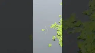 #trending #viralvideo #live #video #cricket  snake 🐍🐍🐍🐍