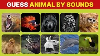Guess Animal by Sound 🐾 | Can You Identify These Animal Noises? (USA Quiz Challenge)