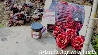 Rosa di Gorizia pregiata varietà di radicchio rosso nota per la sua forma | Azienda Agricola Lucia