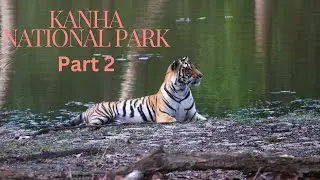 Kanha Tiger Reserve | Kanha National Park | Tiger Safari | Two Tiger In One Frame | Part 2