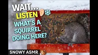 Snowy Squirrel ASMR at Bird Feeder | Winter Wildlife Sounds You Didn&rsquo;t Expect #wildlife #squirrels