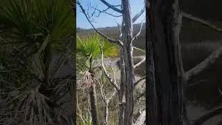 Hunting Saint Marks National Wildlife Refuge