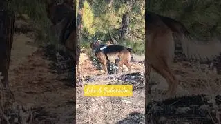 Bravo in jungle for morning walk#germanshepherd#dog#dogwalking#gsds shortsviral#morningroutine
