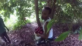 Jamaica Vacation picking Jamaican Apples