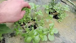 Portulaka warzywna, pyszny popularny 