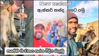 නවසීලන්ත ගොවිපලේ පවුලේ ඔක්කොම එකට ගෙවෙන ඡිවිතේ ||New Zealand farm life #travelfarmer 
