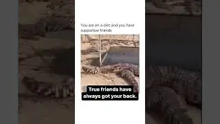 Amazing Scene in crocodile farm with fish