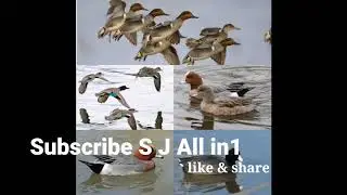 Teal mix Ducks call