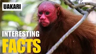 What Are the Most Interesting Facts About  Uakari? | Interesting Facts | The Beast World