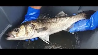 Bass Fishery Management Plan x Policy Lab   Angling Trust Virtual Sea Angling Forum