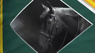 Balancer Horse Feeds | Horse Feed Balancer Range - SPILLERS&trade; Advert
