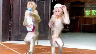 Spa day for monkey Bryyan and Icy!