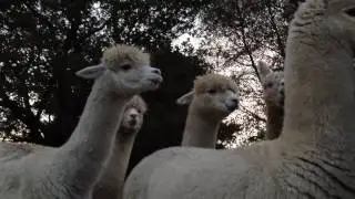 What noise does an alpaca make? Very cute funny ones! www.tedandbessie.co.uk