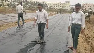 mulching  used for brinjal and chilli cultivation 🌱🌿