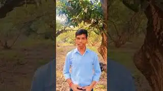 Mango farming ‼️ Pransun Kumar Maurya #farming #mango 