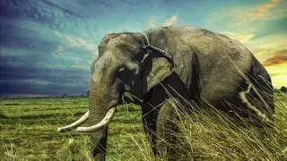 &hearts;► 6 Beautiful Elephant Wallpaper Images / Best Free Elephant Screensaver Pictures ◄&hearts;