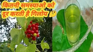 benefits of Giloy| गिलोय के अनगिनत फायदे|healthtips |healthcare | Giloy water | Giloy ka kadha|