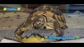 🥝 Pebbles 🥝🐢 Hermann's Tortoise 🐢 Music by David and Kapka Peppi