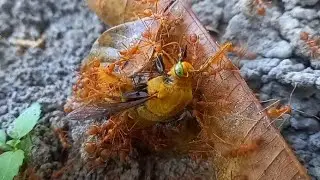 Weaver Ant Animals Working With They Food 