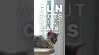 Fun Facts About Cats