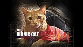 SUPER FUNNY! THE BIONIC CAT!  CHIKITITO MOVIE ABOUT CATS!  LOL