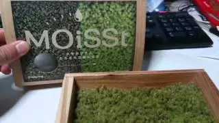 【MOiSSt MOSS】水をあびると葉がひらく！？ かわいいコケをもらいました！！