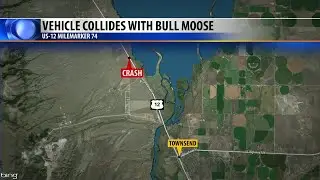 Bull moose collision causes three-vehicle crash near Townsend
