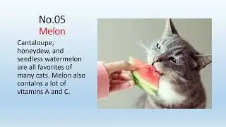 Top 10 Safe Foods for Cat