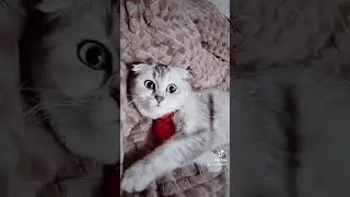 Мия Мия #cat #коледнамузика #новамузика #сваты6 # #юмор #котик #kitten  #кот #cute #ответ