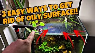 How to remove oil film from aquarium surface