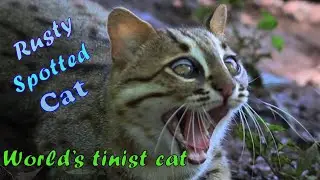 Rusty Spotted Cat  / Endangered animal.