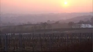 The wineries and wines of Vienna, Austria, Part 1 | Wine & Country