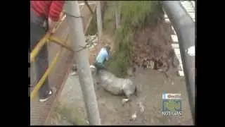 Caballo y jinete se caen en un puente.