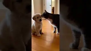Cat vs Puppy Gone Wrong&hellip; Dog Entry Changed Hilarious Battle Unfolds #pets #funny #animals