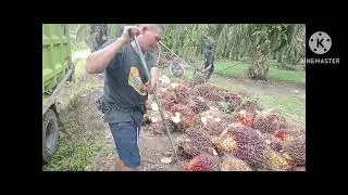 Muat sawit hari ini... 
