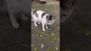 #catvideos #funny #trending #youtubeshorts